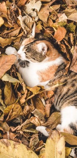 [2436x1125]猫咪 落叶 橘猫  枯黄 苹果手机壁纸图片