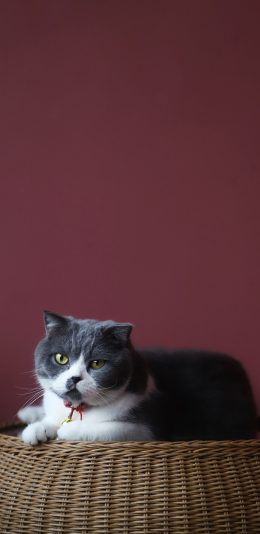 [2436x1125]猫咪 蓝猫 宠物 肥胖 苹果手机壁纸图片