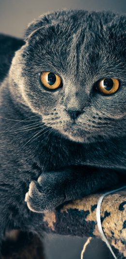 [2436x1125]猫咪 蓝猫 短耳 宠物 苹果手机壁纸图片