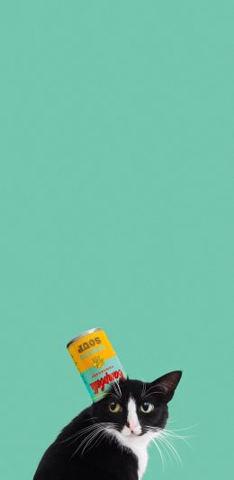 [2436x1125]猫咪 薄荷绿 罐头 网红猫 喵星人 苹果手机壁纸图片