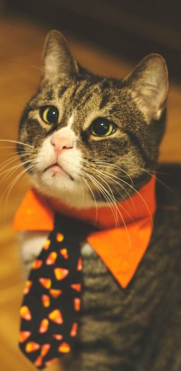 [2436x1125]猫咪 蝴蝶结 宠物 领带 苹果手机壁纸图片
