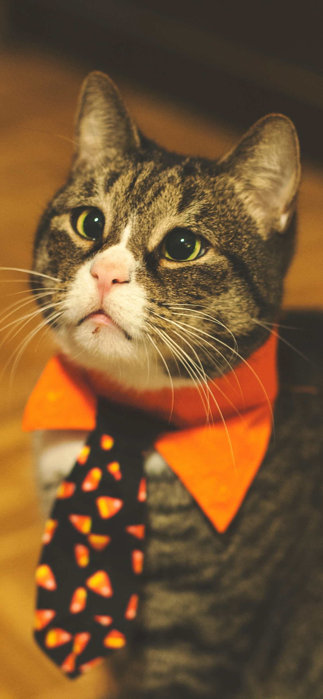 [2436×1125]猫咪 蝴蝶结 宠物 领带 苹果手机壁纸图片