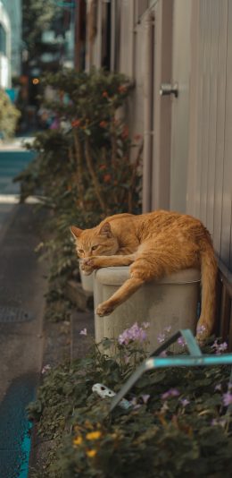[2436x1125]猫咪 街头 花草 橘猫 苹果手机壁纸图片