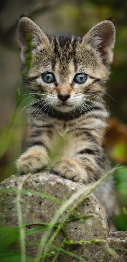 [2436x1125]猫咪 野外 石块 幼仔 苹果手机壁纸图片