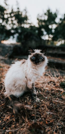 [2436x1125]猫咪 野猫 皮毛 杂乱 苹果手机壁纸图片