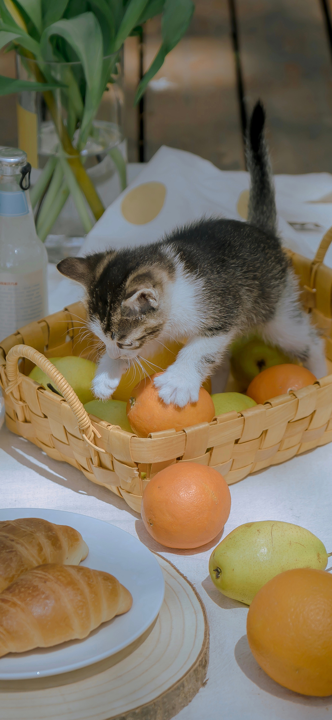 [2436×1125]猫咪 野餐 宠物 幼崽 水果 牛角包 苹果手机壁纸图片