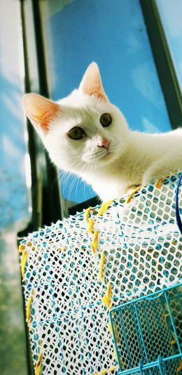 [2436x1125]猫咪 铁笼 白猫 宠物 苹果手机壁纸图片