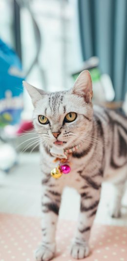 [2436x1125]猫咪 铃铛 宠物  颈圈 苹果手机壁纸图片