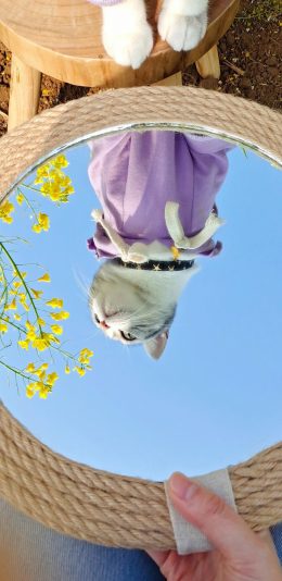 [2436x1125]猫咪 镜子 油菜花 喵星人 宠物 苹果手机壁纸图片