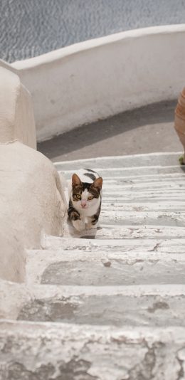 [2436x1125]猫咪 阶梯 爬行 楼梯 苹果手机壁纸图片