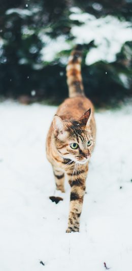 [2436x1125]猫咪 雪地 花纹 宠物 苹果手机壁纸图片