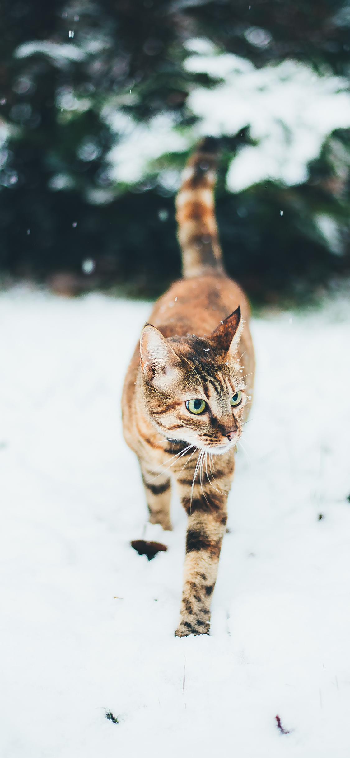 [2436×1125]猫咪 雪地 花纹 宠物 苹果手机壁纸图片