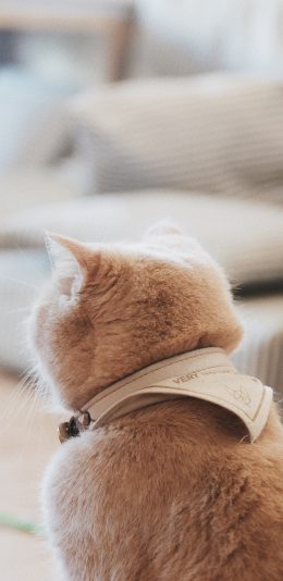 [2436x1125]猫咪 项圈 背影 室内 苹果手机壁纸图片