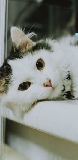 [2436x1125]猫咪 项圈 花色 宠物 苹果手机壁纸图片