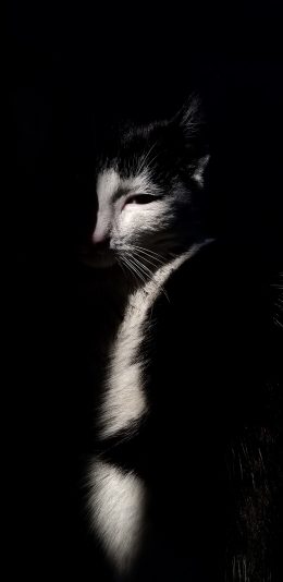 [2436x1125]猫咪 黑暗 宠物 黑白 苹果手机壁纸图片