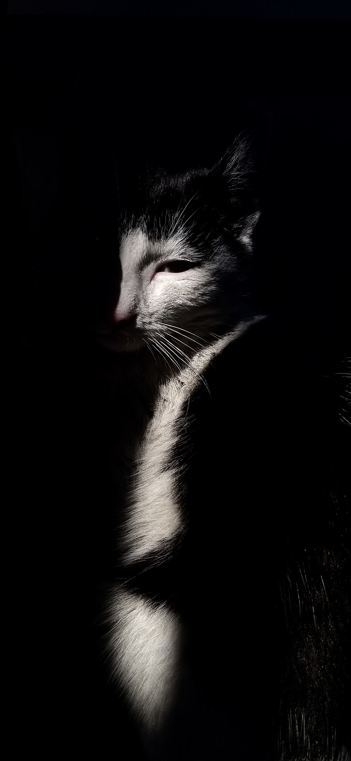 [2436×1125]猫咪 黑暗 宠物 黑白 苹果手机壁纸图片