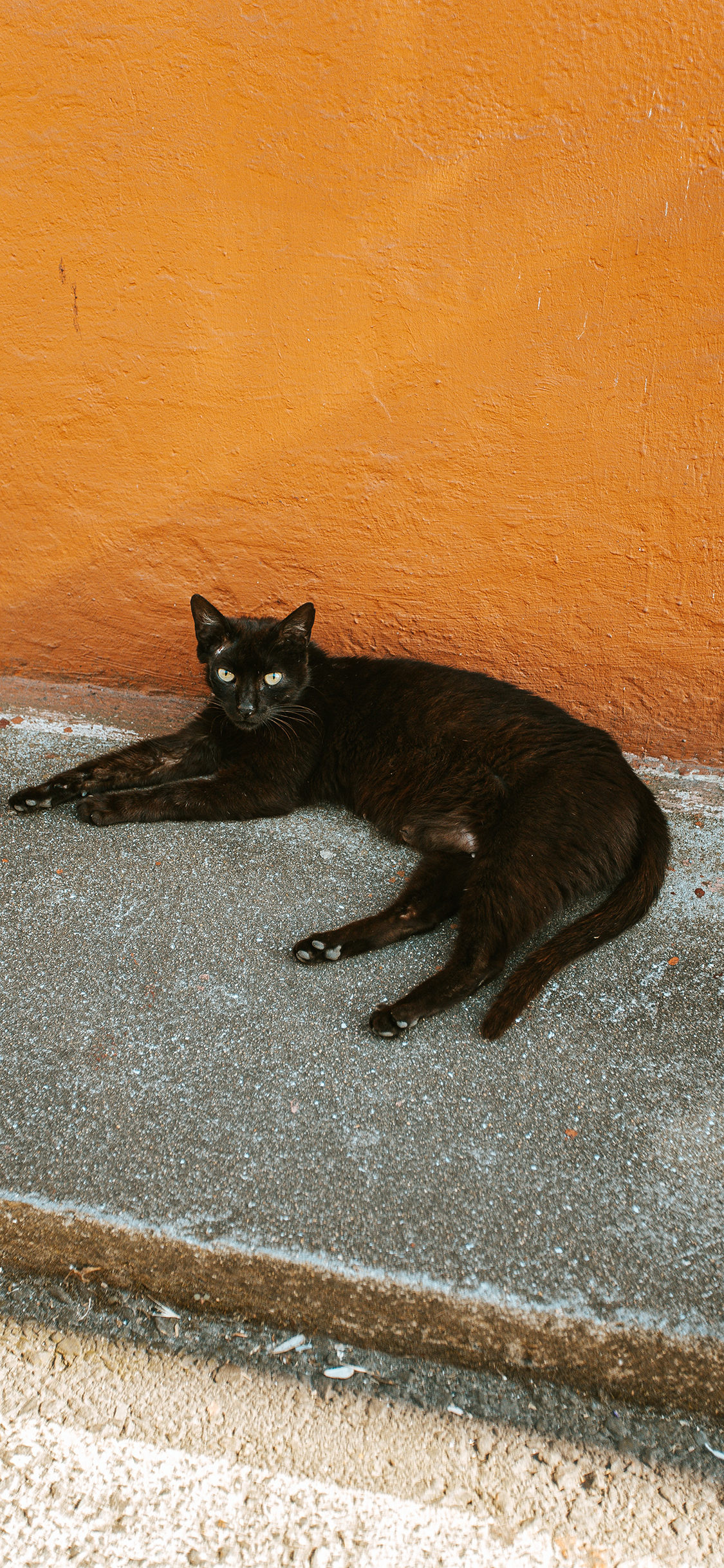 [2436×1125]猫咪 黑猫 喵星人 宠物 苹果手机壁纸图片