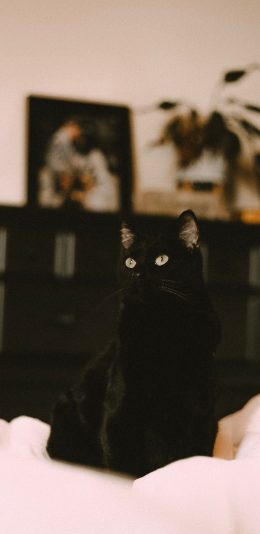 [2436x1125]猫咪 黑猫 宠物 灵动 苹果手机壁纸图片