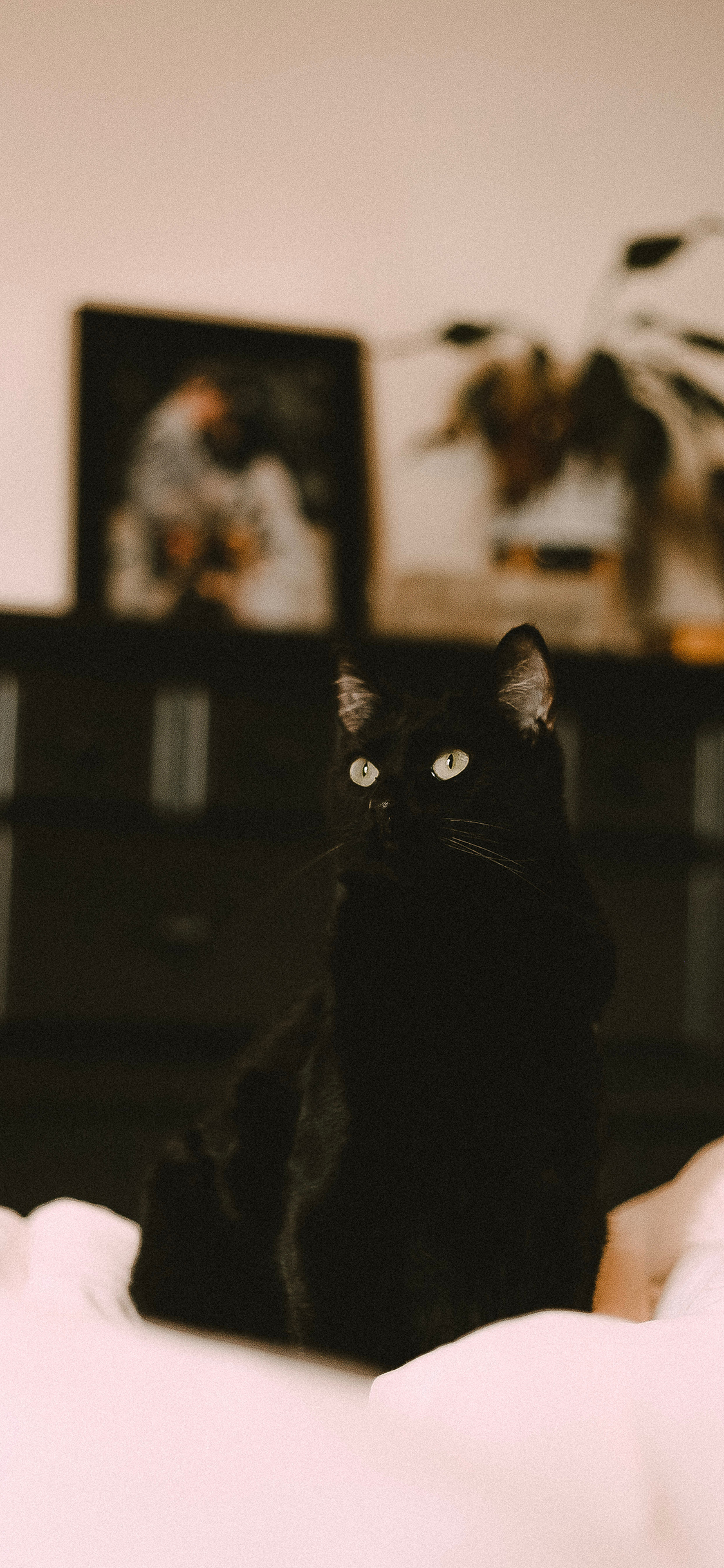 [2436×1125]猫咪 黑猫 宠物 灵动 苹果手机壁纸图片