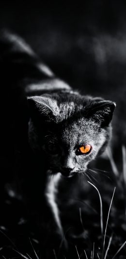 [2436x1125]猫咪 黑白 光线 夜晚 苹果手机壁纸图片