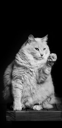 [2436x1125]猫咪 黑白 喵星人 宠物 招手 苹果手机壁纸图片