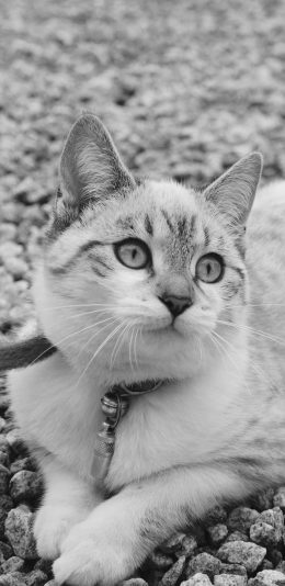 [2436x1125]猫咪 黑白 喵星人 萌 宠物 苹果手机壁纸图片