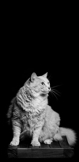 [2436x1125]猫咪 黑白 宠物 皮毛 苹果手机壁纸图片