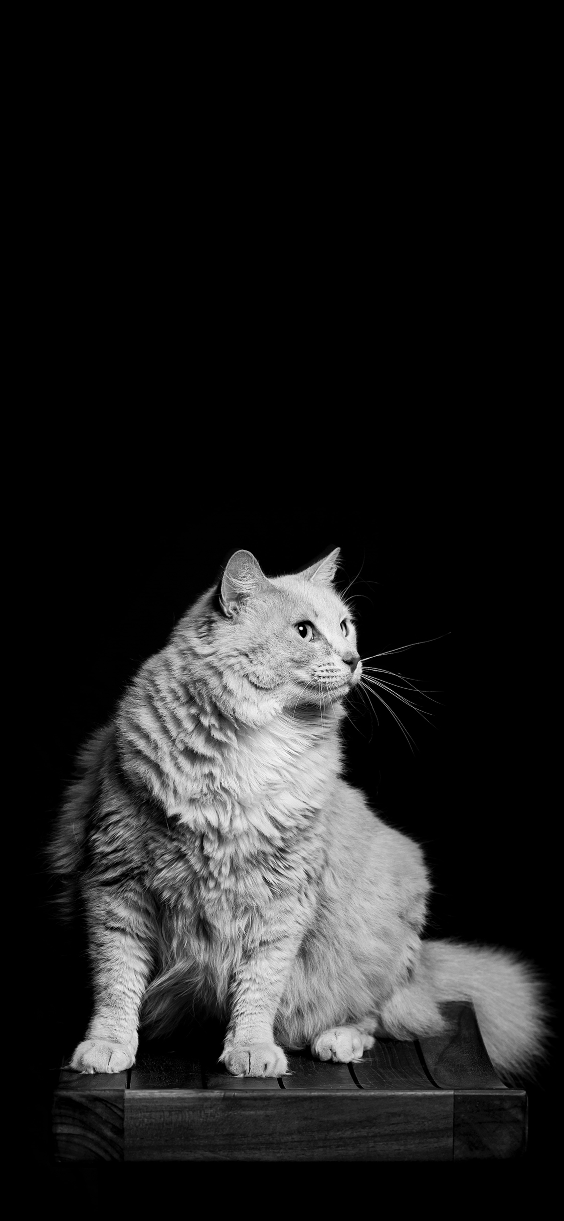 [2436×1125]猫咪 黑白 宠物 皮毛 苹果手机壁纸图片