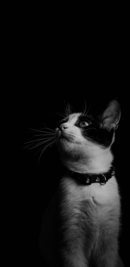 [2436x1125]猫咪 黑白 宠物 项圈 苹果手机壁纸图片