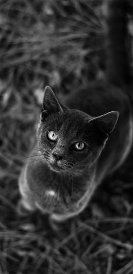 [2436x1125]猫咪 黑色 喵星人 宠物 萌 苹果手机壁纸图片