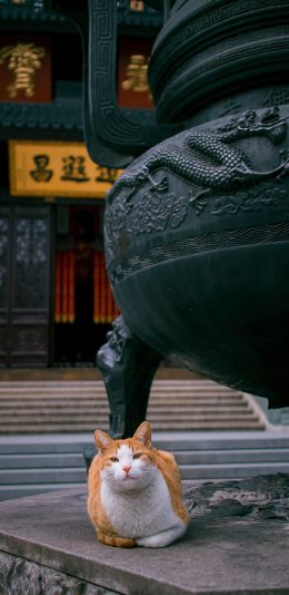 [2436x1125]猫咪 鼎炉 橘猫 肥猫 苹果手机壁纸图片