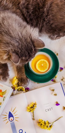 [2436x1125]猫咪宠物 柠檬茶 书籍 碎花 花瓣 苹果手机壁纸图片
