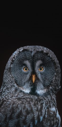 [2436x1125]猫头鹰 呆萌 夜视 鸟类 苹果手机壁纸图片