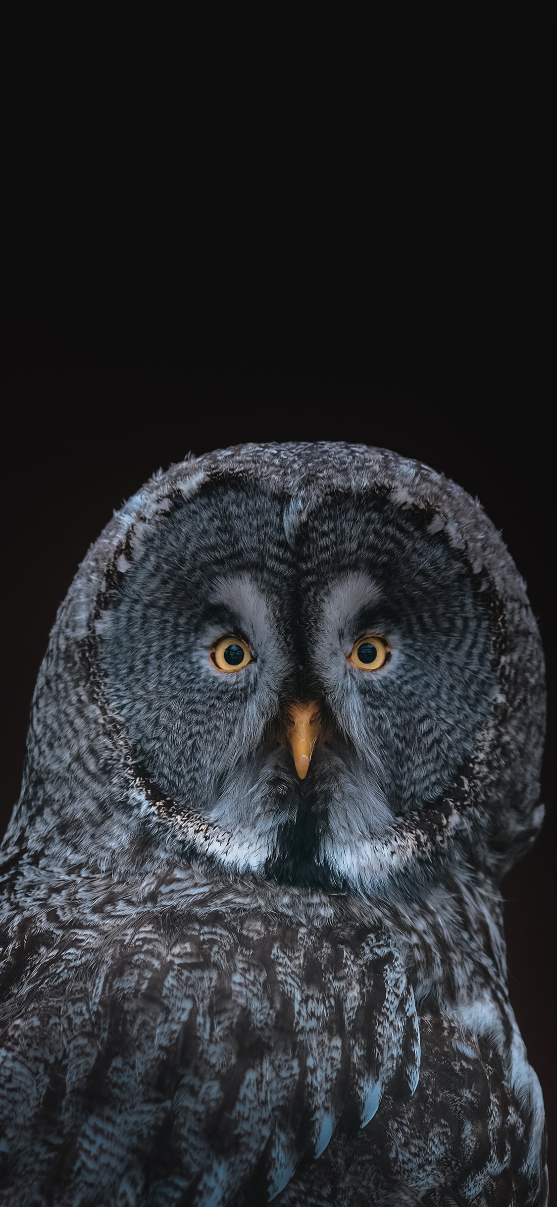 [2436×1125]猫头鹰 呆萌 夜视 鸟类 苹果手机壁纸图片