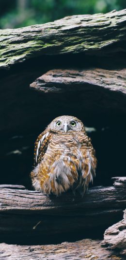 [2436x1125]猫头鹰 夜猫子 动物 飞行 苹果手机壁纸图片