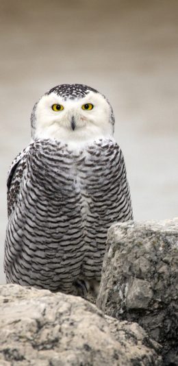 [2436x1125]猫头鹰 夜行动物 鸟类 呆萌 苹果手机壁纸图片