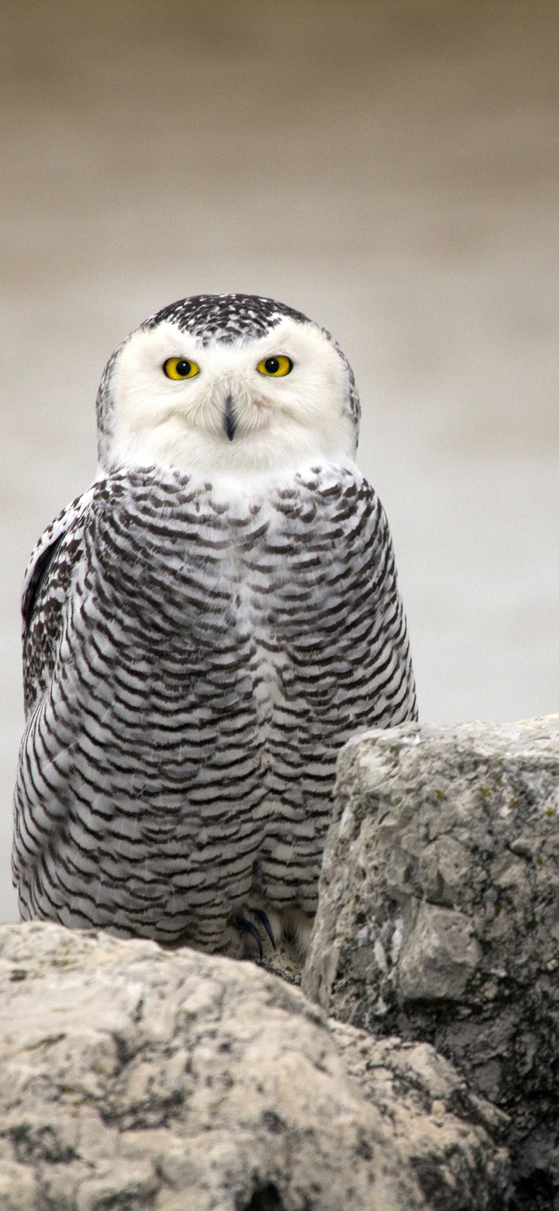 [2436×1125]猫头鹰 夜行动物 鸟类 呆萌 苹果手机壁纸图片
