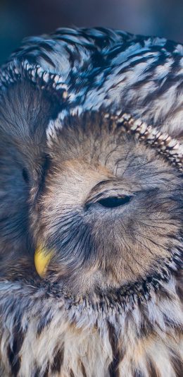 [2436x1125]猫头鹰 夜视 眯眼 羽毛 苹果手机壁纸图片