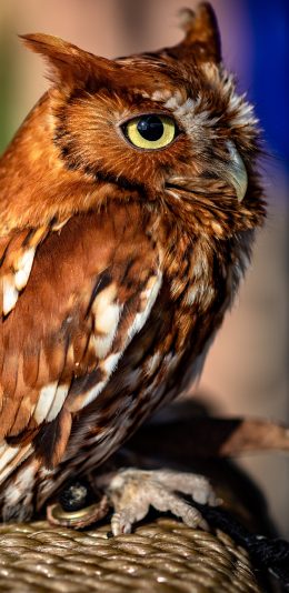 [2436x1125]猫头鹰 夜视 羽毛 鸟类 苹果手机壁纸图片