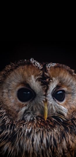 [2436x1125]猫头鹰 夜视 飞鸟 羽毛 苹果手机壁纸图片