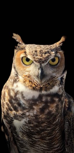 [2436x1125]猫头鹰 夜视 鸟类 苹果手机壁纸图片