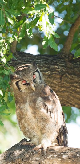 [2436x1125]猫头鹰 奶类 站立 闭眼 树干 苹果手机壁纸图片