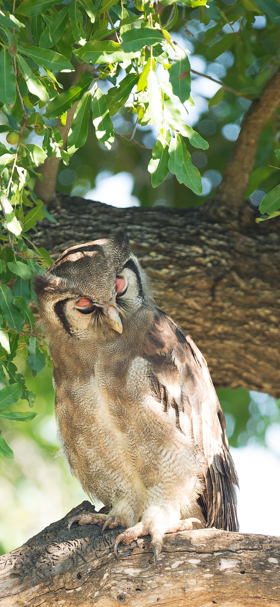 [2436×1125]猫头鹰 奶类 站立 闭眼 树干 苹果手机壁纸图片