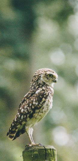 [2436x1125]猫头鹰 木桩 夜视 鸟类 苹果手机壁纸图片