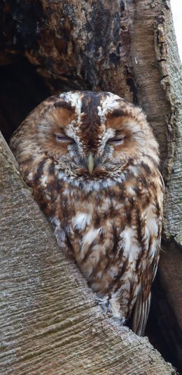 [2436x1125]猫头鹰 树干 休憩 夜视 鸟类 苹果手机壁纸图片