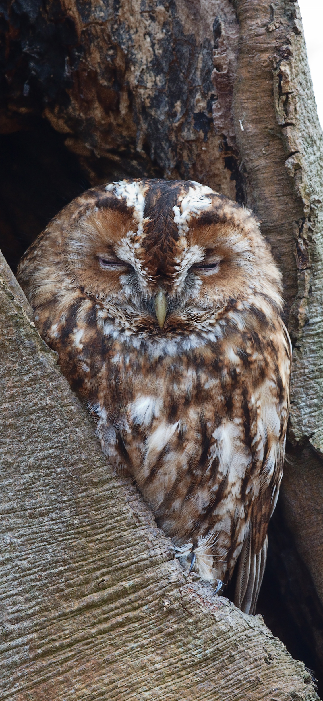 [2436×1125]猫头鹰 树干 休憩 夜视 鸟类 苹果手机壁纸图片