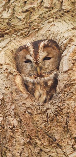 [2436x1125]猫头鹰 树干 夜视 鸟巢 苹果手机壁纸图片