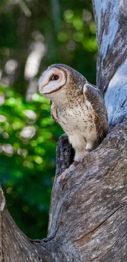 [2436x1125]猫头鹰 树干 斜视 飞鸟 夜视 苹果手机壁纸图片