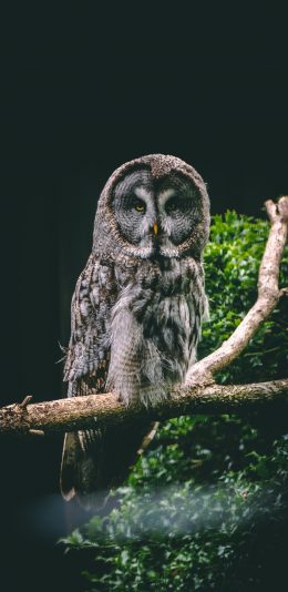 [2436x1125]猫头鹰 树枝 夜视 羽毛 苹果手机壁纸图片