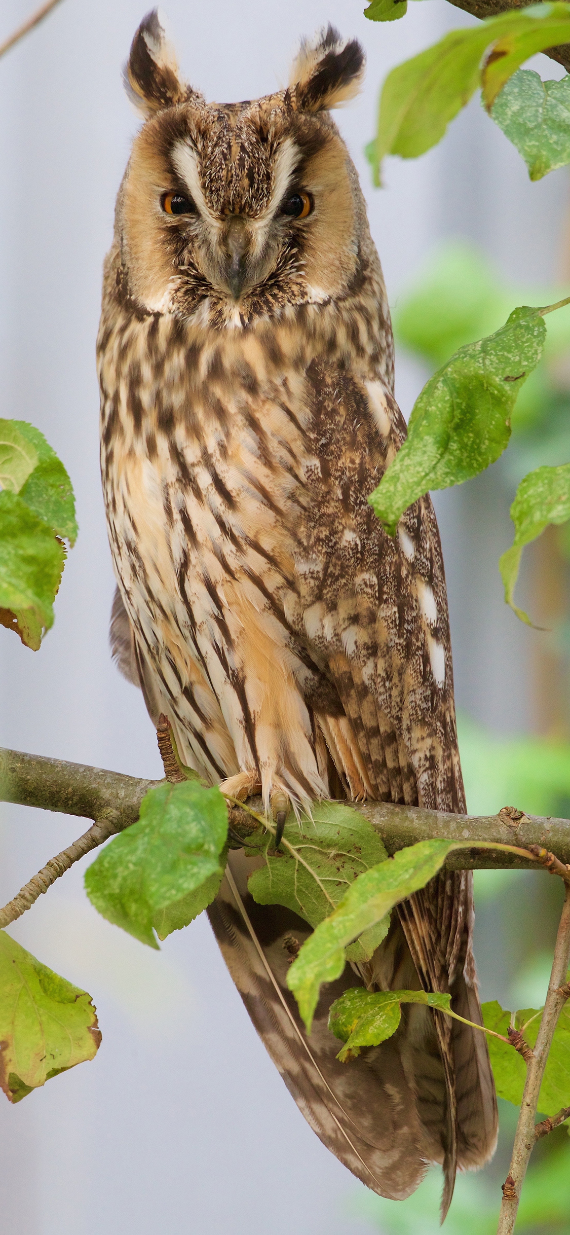 [2436×1125]猫头鹰 树枝 枝叶 修长 苹果手机壁纸图片